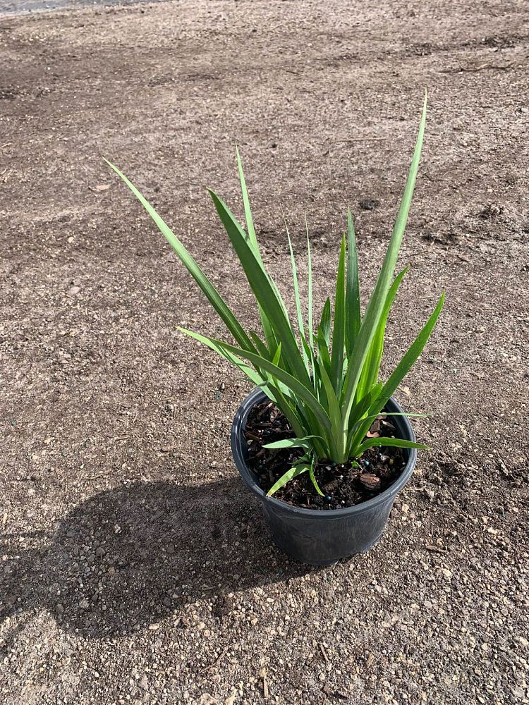 dietes-vegeta-white-african-iris-moraea-iridioides