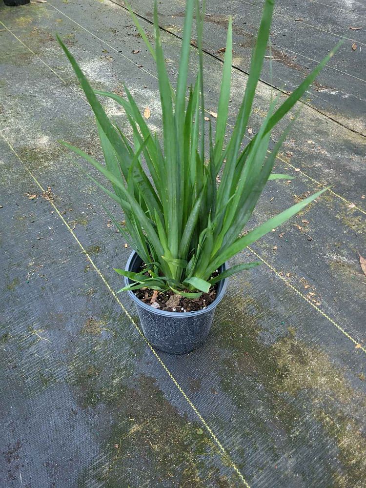 dietes-vegeta-white-african-iris-moraea-iridioides