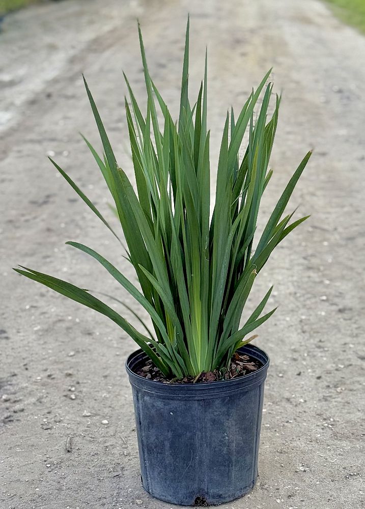 dietes-vegeta-white-african-iris-moraea-iridioides