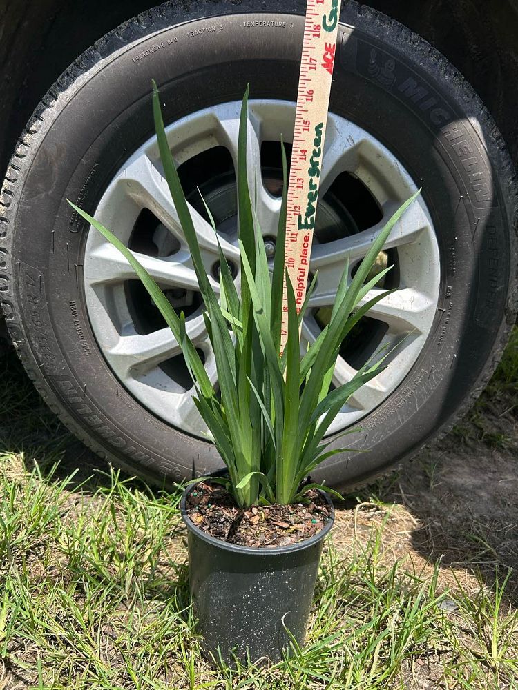 dietes-vegeta-white-african-iris-moraea-iridioides