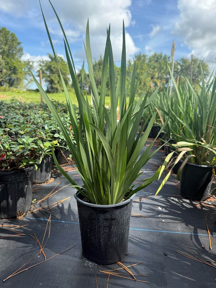 dietes-vegeta-white-african-iris-moraea-iridioides