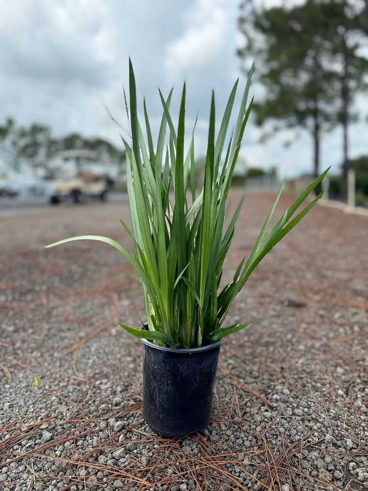 dietes-vegeta-white-african-iris-moraea-iridioides