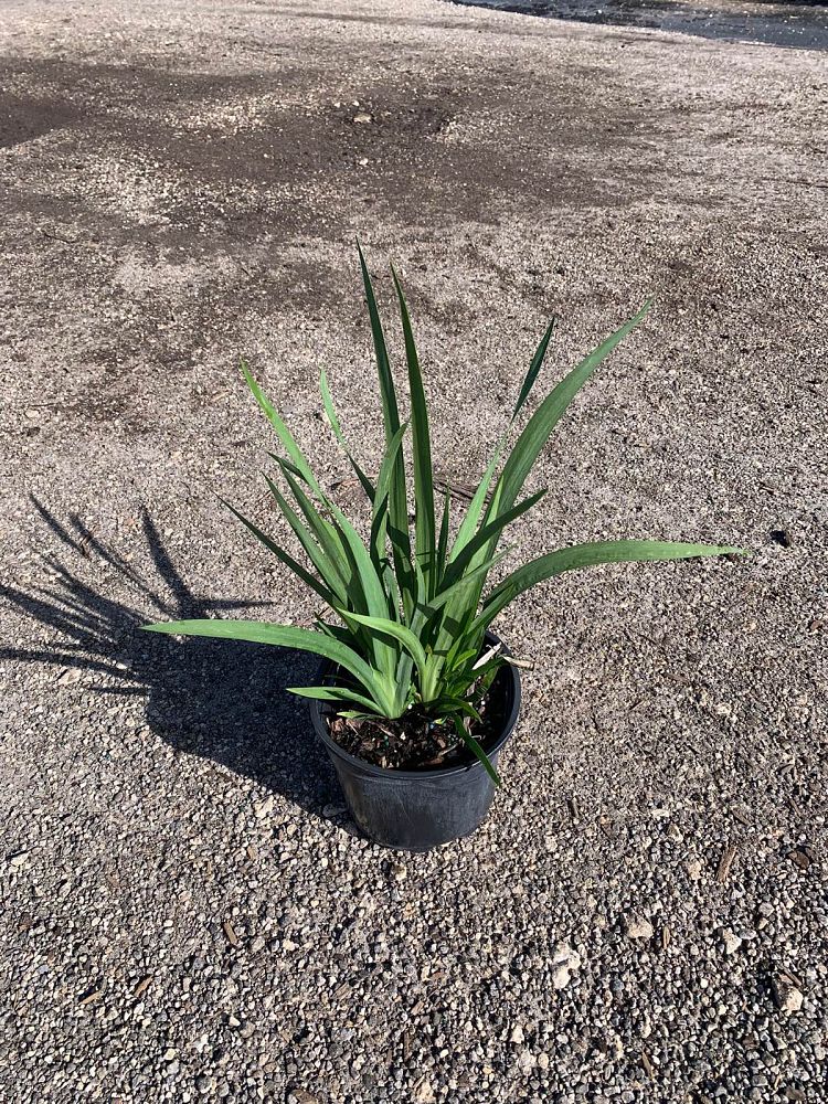 dietes-vegeta-white-african-iris-moraea-iridioides