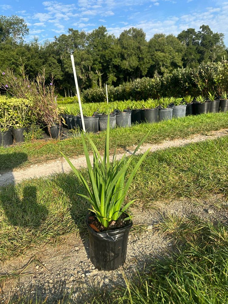 dietes-vegeta-white-african-iris-moraea-iridioides