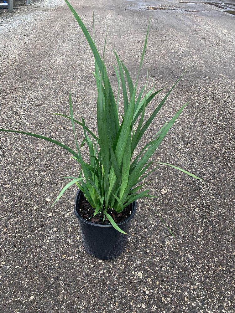 dietes-vegeta-white-african-iris-moraea-iridioides