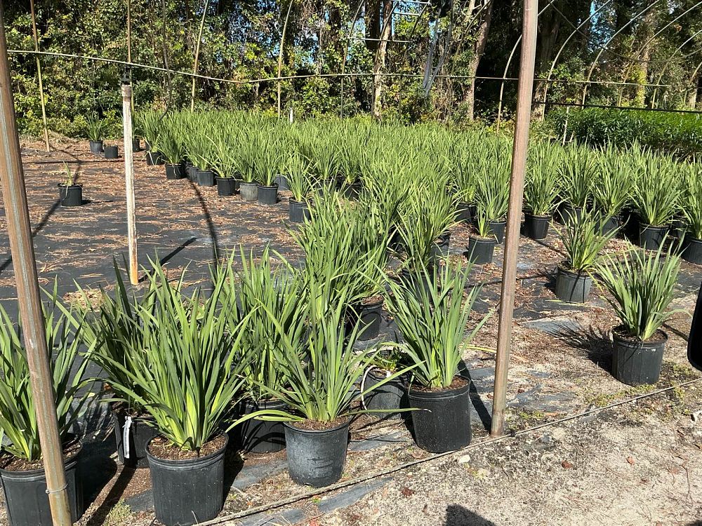 dietes-vegeta-white-african-iris-moraea-iridioides