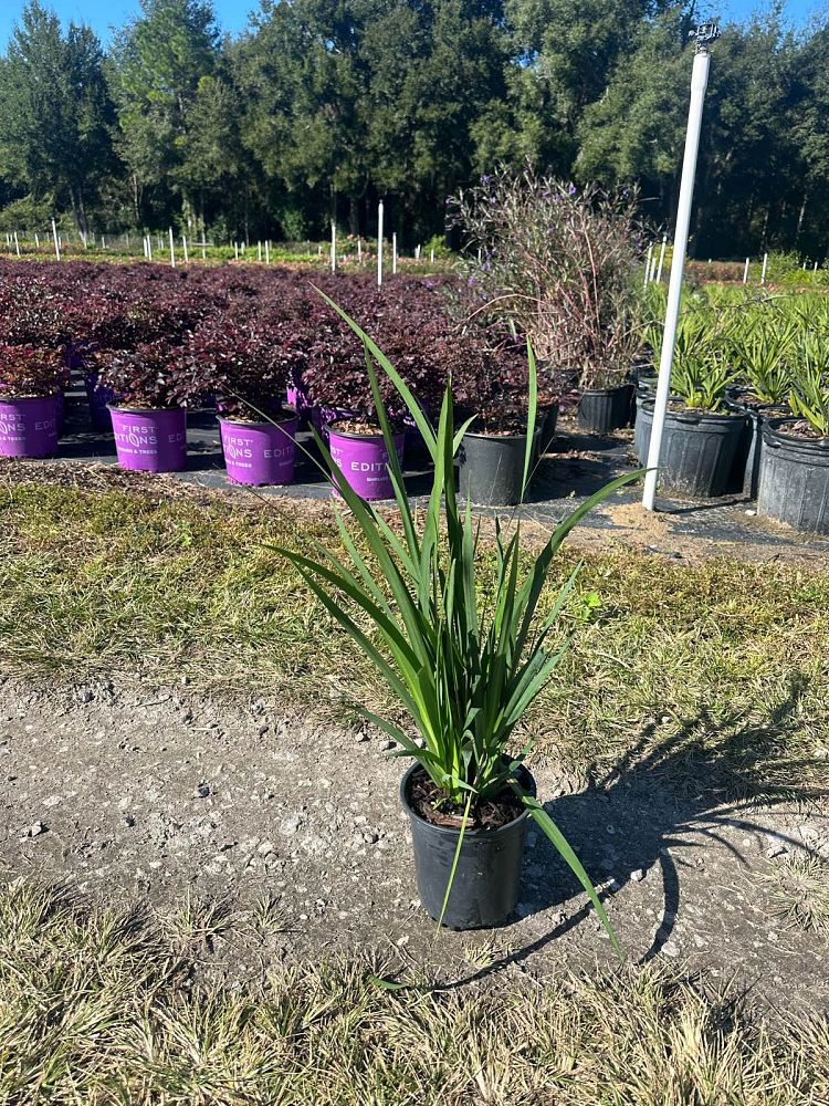 dietes-vegeta-white-african-iris-moraea-iridioides