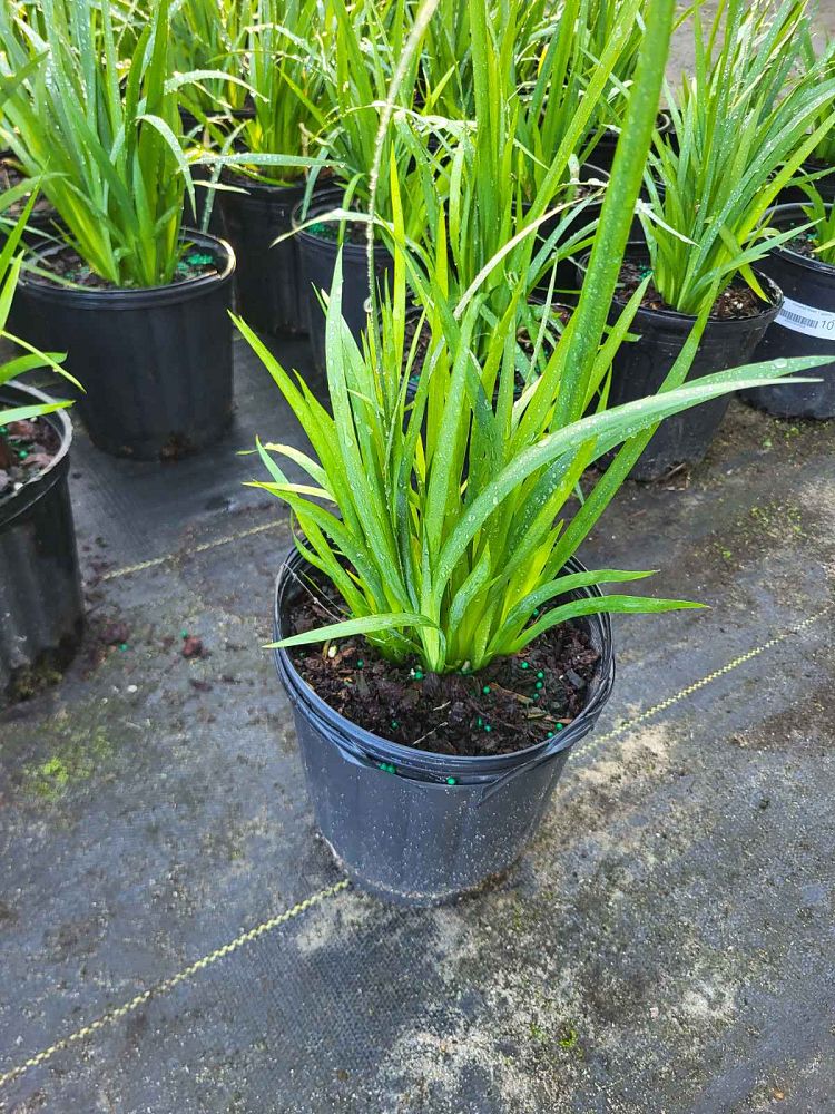 dietes-vegeta-white-african-iris-moraea-iridioides