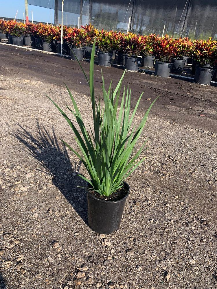 dietes-vegeta-white-african-iris-moraea-iridioides