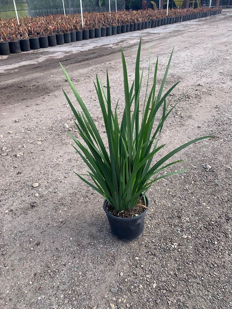 dietes-vegeta-white-african-iris-moraea-iridioides