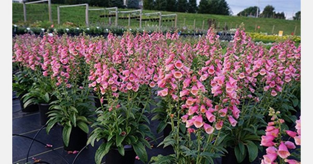 digitalis-arctic-fox-rose-foxglove-balroxose