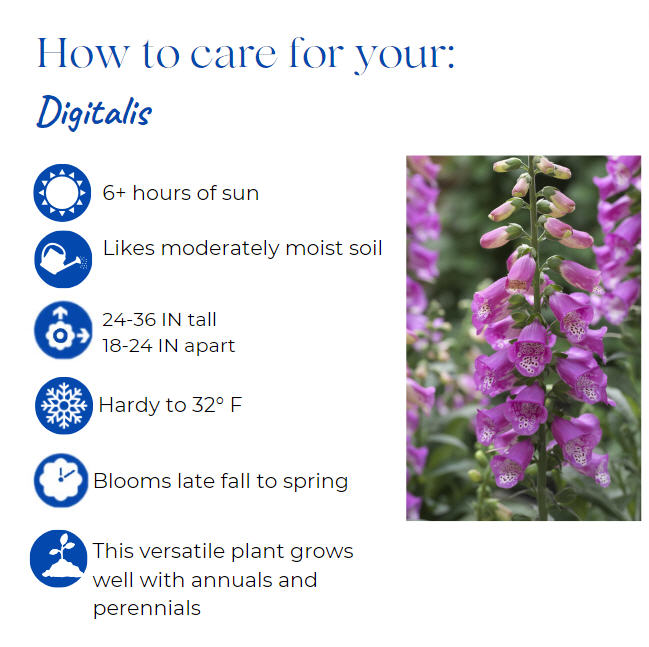 digitalis-pink-panther-foxglove