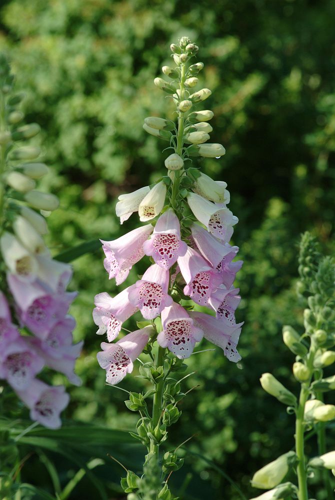 digitalis-purpurea-camelot-lavender-common-foxglove-lady-s-glove-purple-foxglove-foxglove