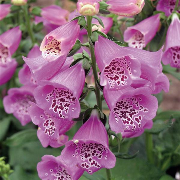 digitalis-purpurea-camelot-lavender-common-foxglove-lady-s-glove-purple-foxglove-foxglove