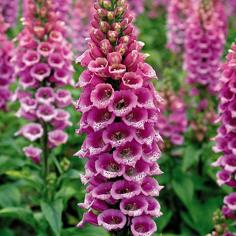 digitalis-purpurea-camelot-rose-common-foxglove-lady-s-glove-purple-foxglove-foxglove