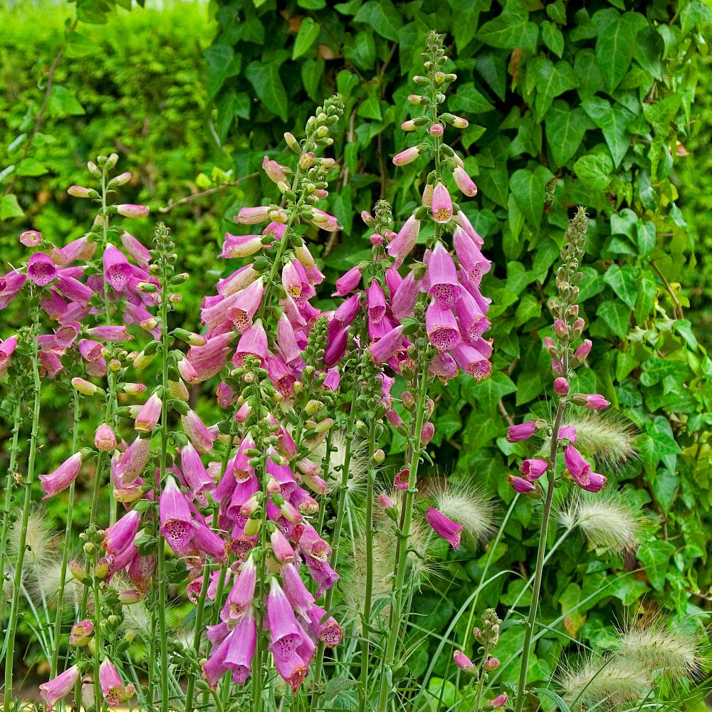 digitalis-purpurea-camelot-rose-common-foxglove-lady-s-glove-purple-foxglove-foxglove