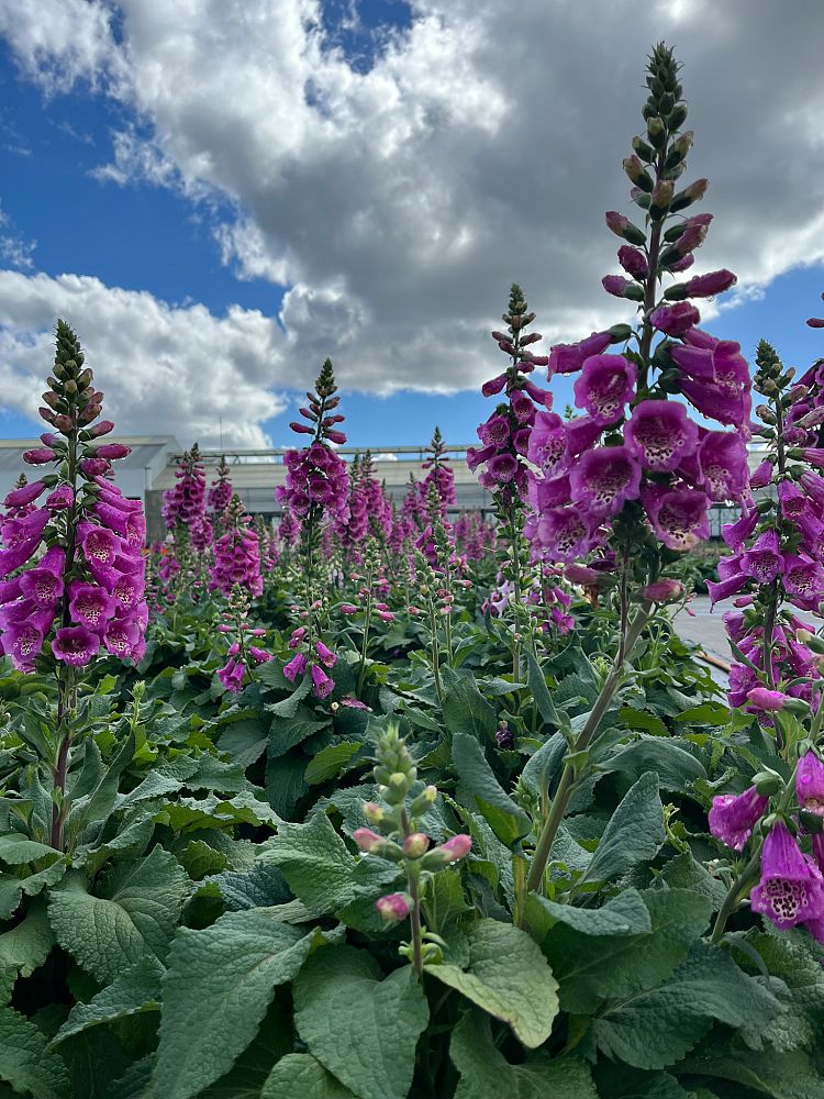 digitalis-purpurea-camelot-rose-common-foxglove-lady-s-glove-purple-foxglove-foxglove