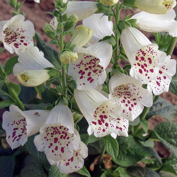 digitalis-purpurea-camelot-white-common-foxglove-lady-s-glove-purple-foxglove-foxglove
