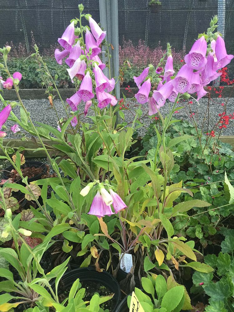 digitalis-purpurea-common-foxglove