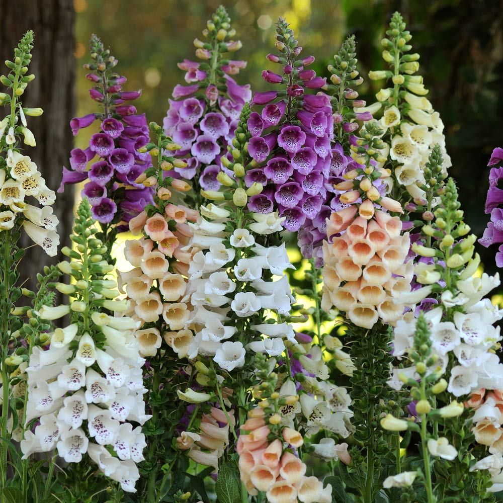 digitalis-purpurea-dalmatian-mix-common-foxglove-lady-s-glove-purple-foxglove-foxglove