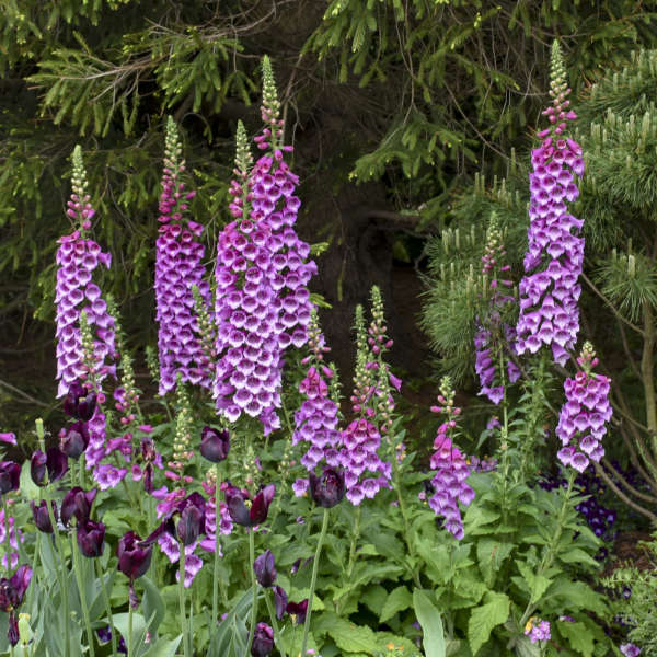 digitalis-purpurea-dalmatian-purple-common-foxglove-lady-s-glove-purple-foxglove-foxglove