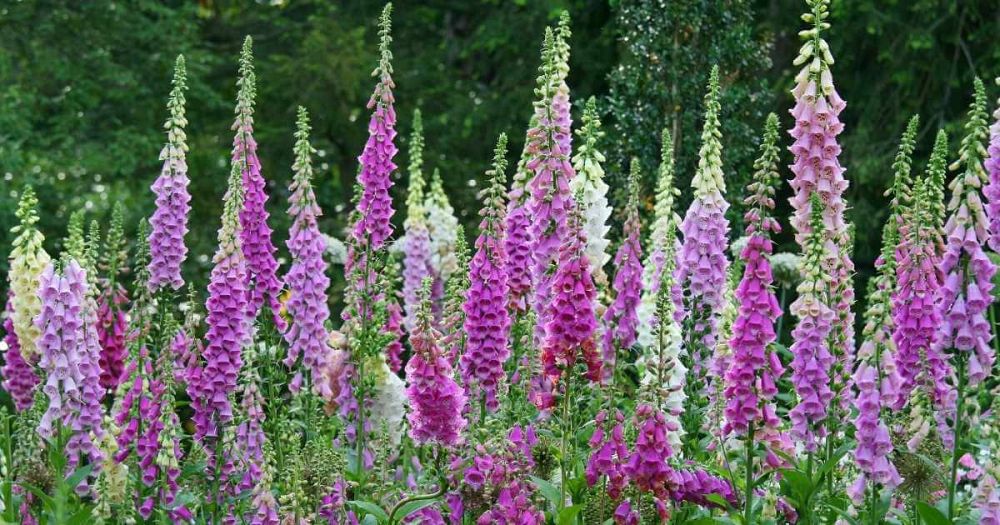 digitalis-purpurea-foxy-mix-common-foxglove-lady-s-glove-purple-foxglove-foxglove
