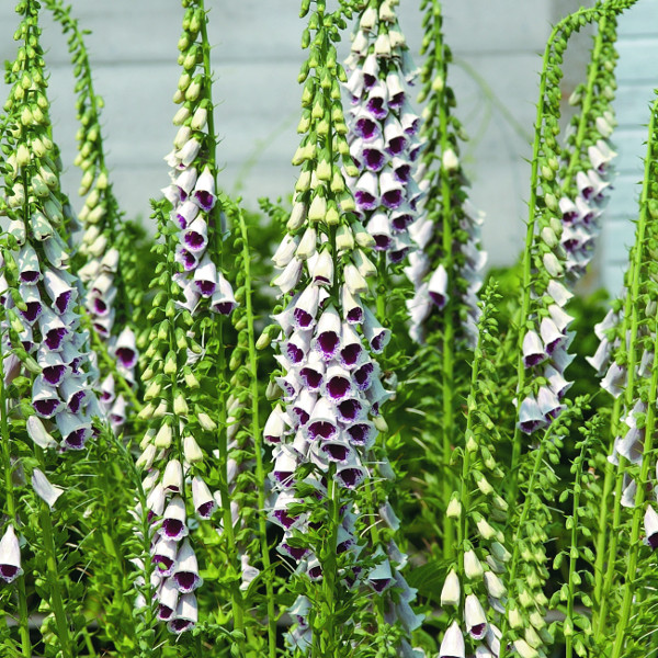 digitalis-purpurea-pam-s-split-common-foxglove-lady-s-glove-purple-foxglove-foxglove