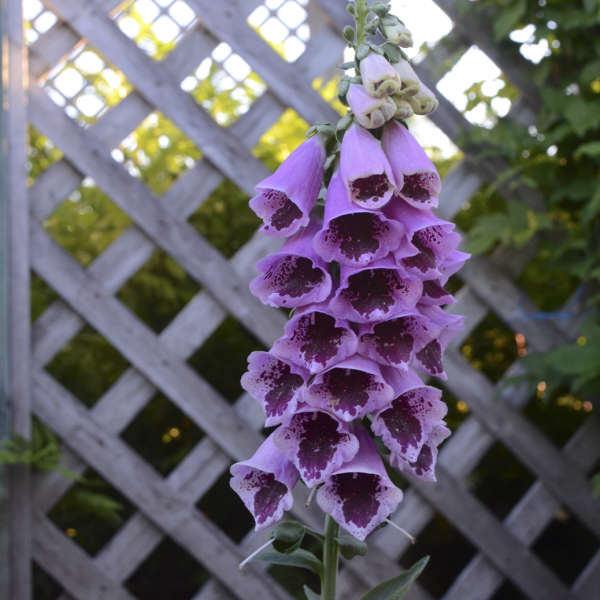 digitalis-purpurea-sugar-plum-common-foxglove
