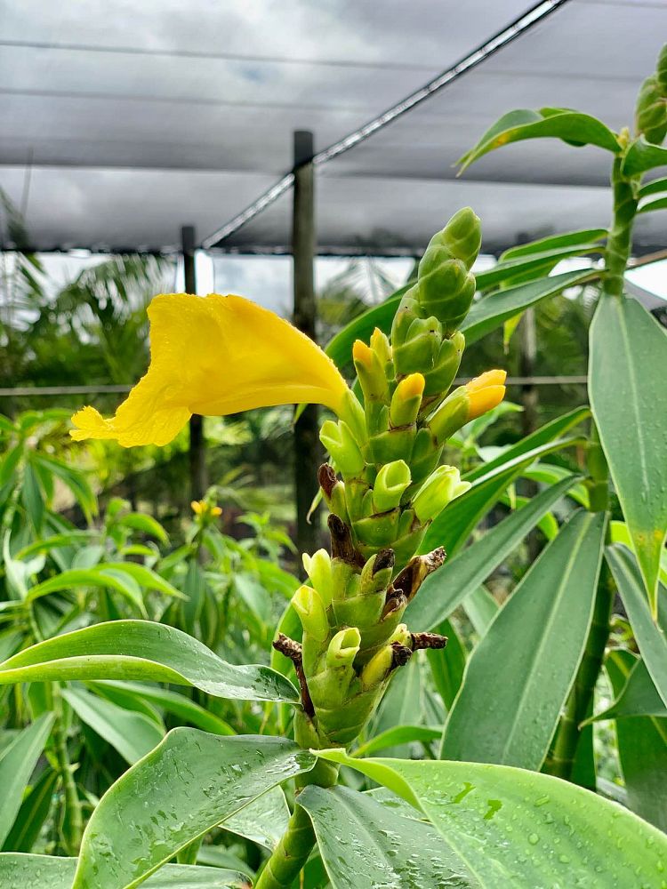 dimerocostus-strobilaceus