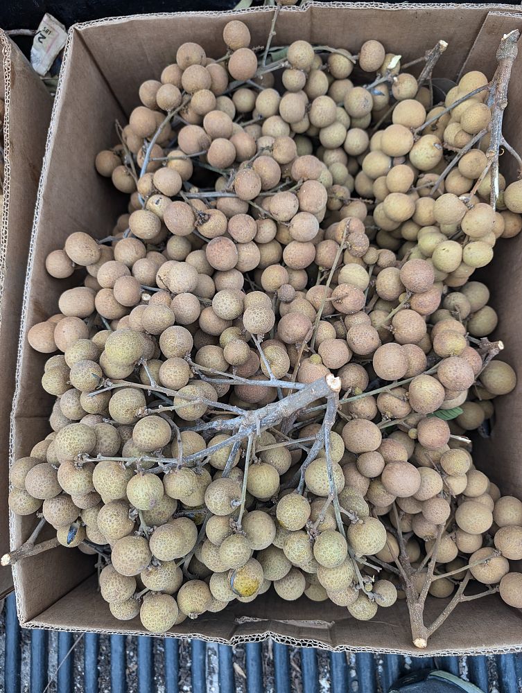 dimocarpus-longan-longan-edible