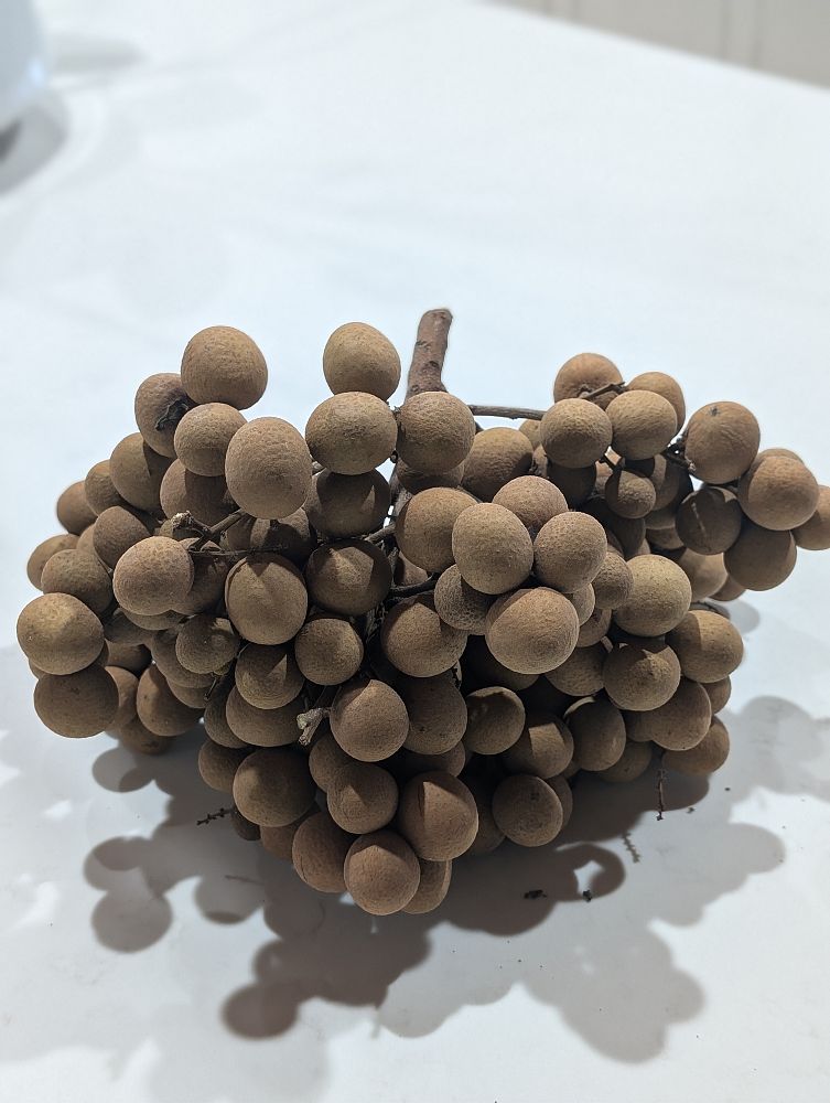 dimocarpus-longan-longan-edible