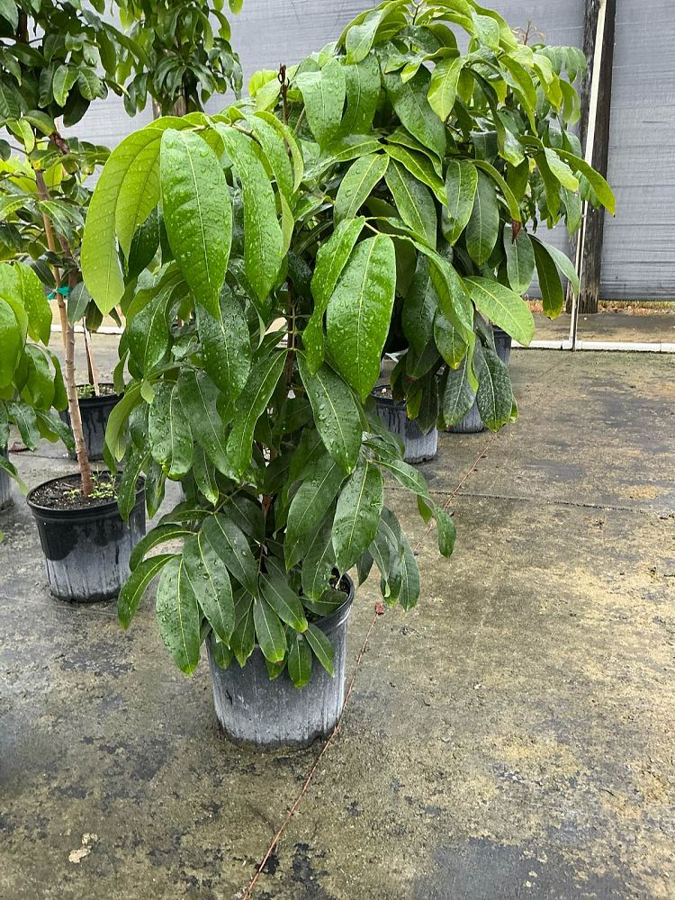 dimocarpus-longan-longan-edible