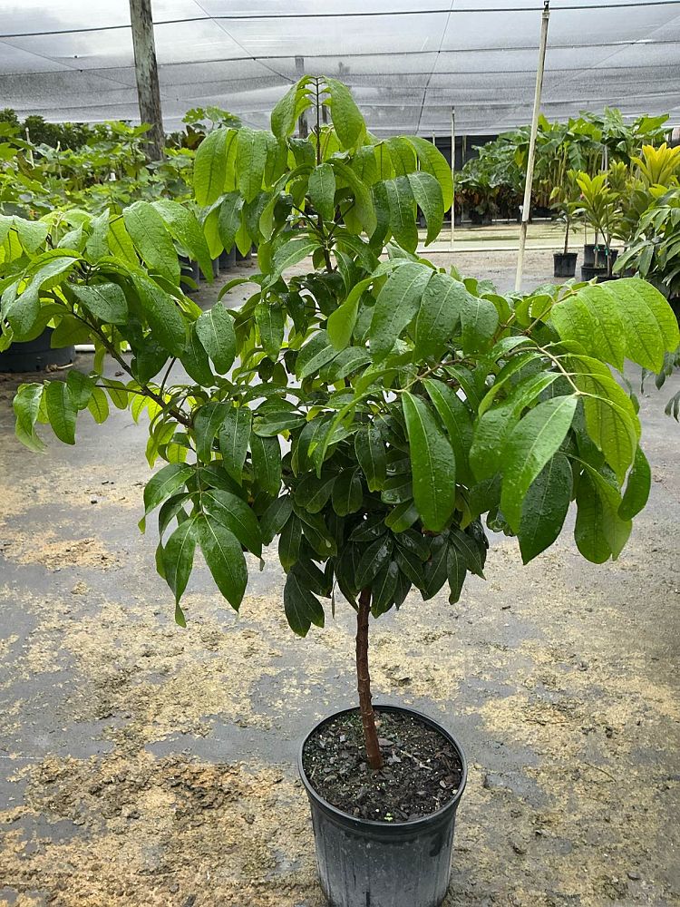 dimocarpus-longan-longan-edible