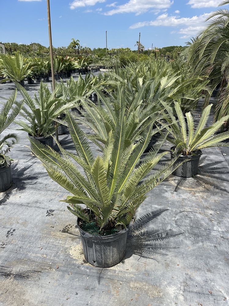 dioon-califanoi-cycad