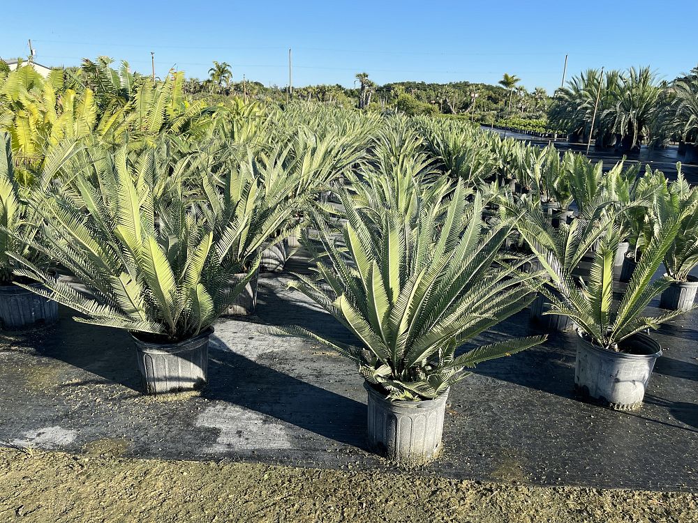 dioon-califanoi-cycad