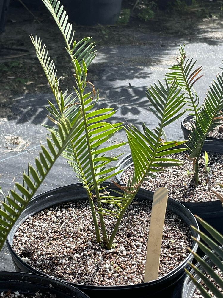 dioon-califanoi-cycad