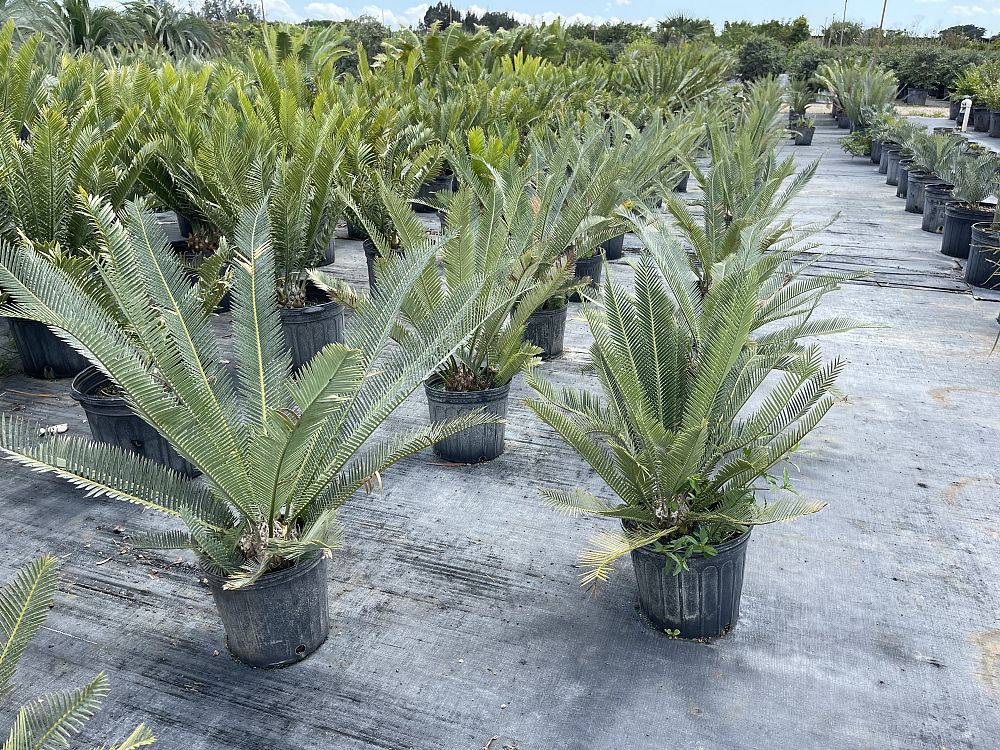 dioon-califanoi-cycad