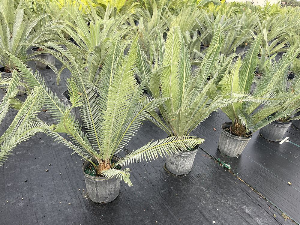 dioon-califanoi-cycad