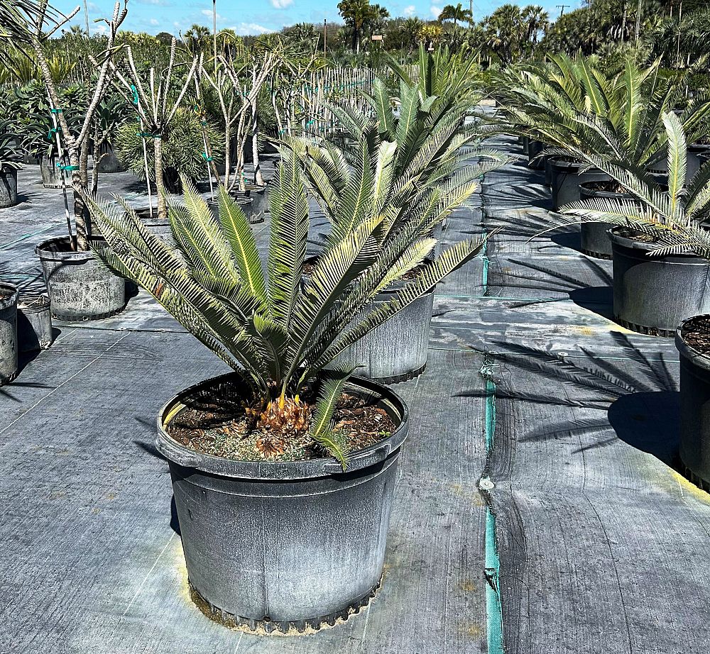 dioon-califanoi-cycad