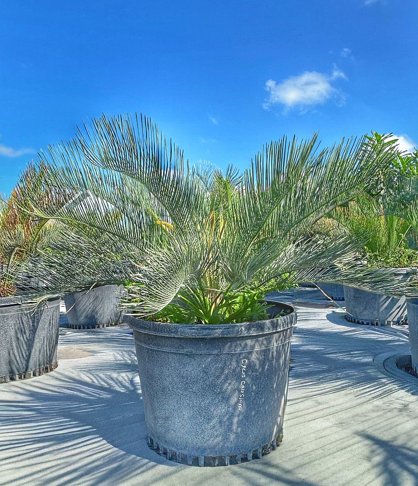 dioon-califanoi-cycad