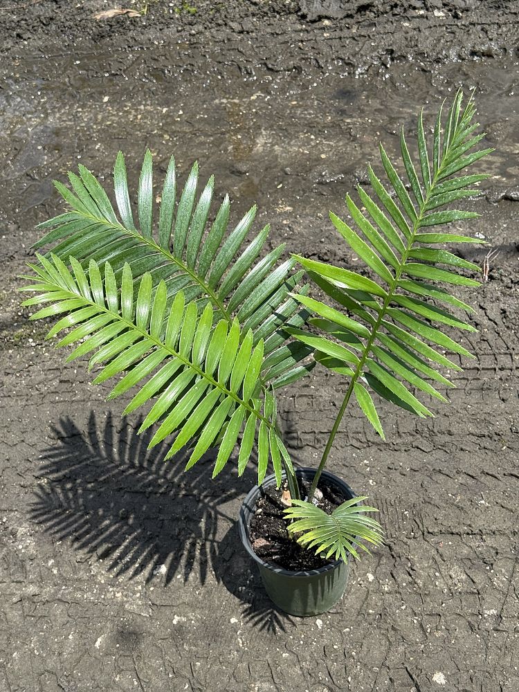 dioon-cycad