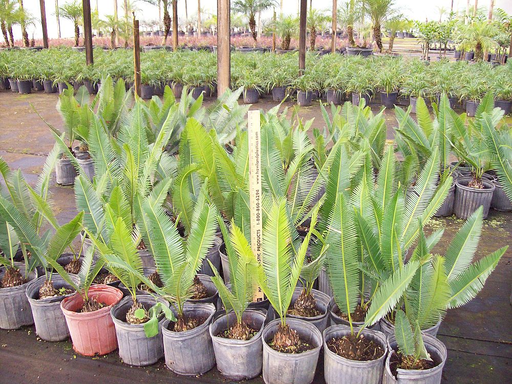 dioon-edule-mexican-fern-palm-cycad