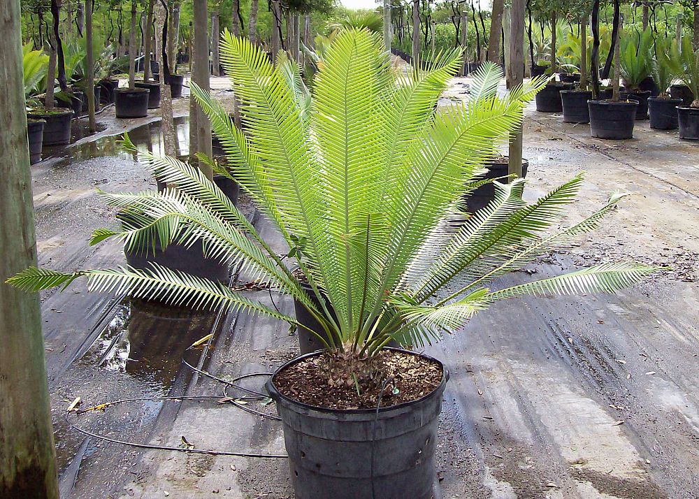 dioon-edule-mexican-fern-palm-cycad