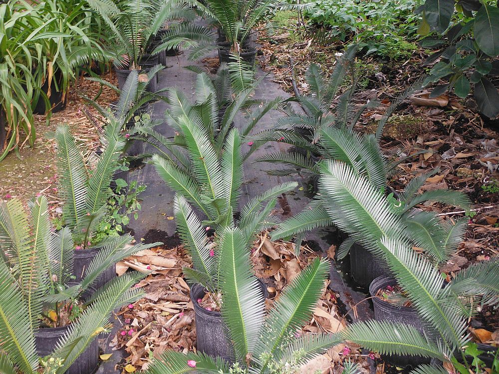 dioon-edule-mexican-fern-palm-cycad