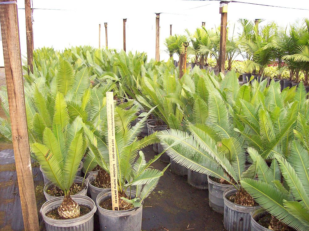 dioon-edule-mexican-fern-palm-cycad