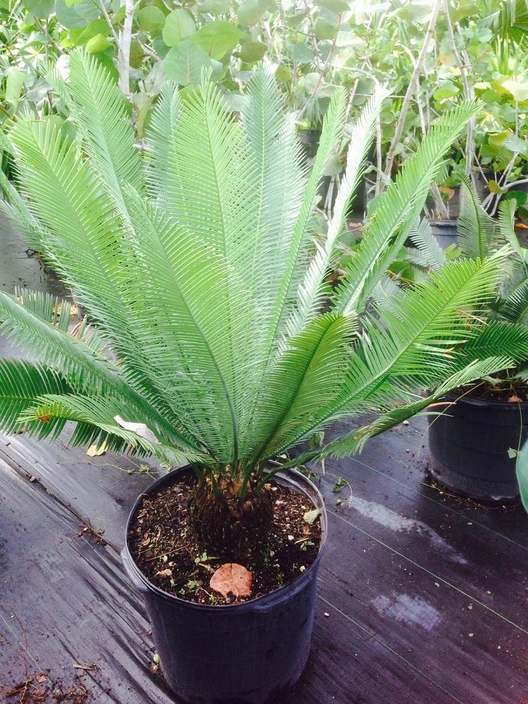 dioon-edule-mexican-fern-palm-cycad