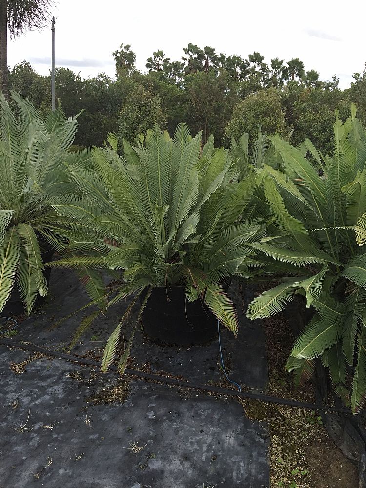 dioon-edule-mexican-fern-palm-cycad