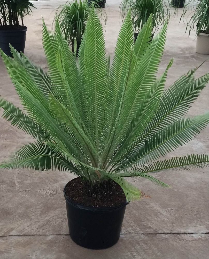 dioon-edule-mexican-fern-palm-cycad