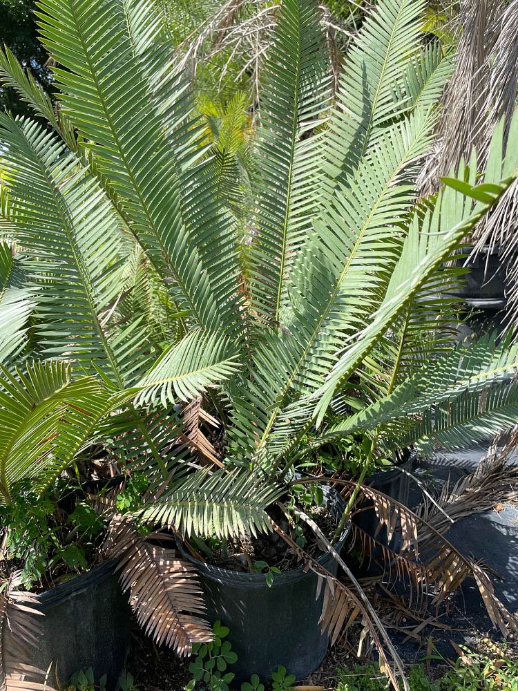 dioon-edule-mexican-fern-palm-cycad