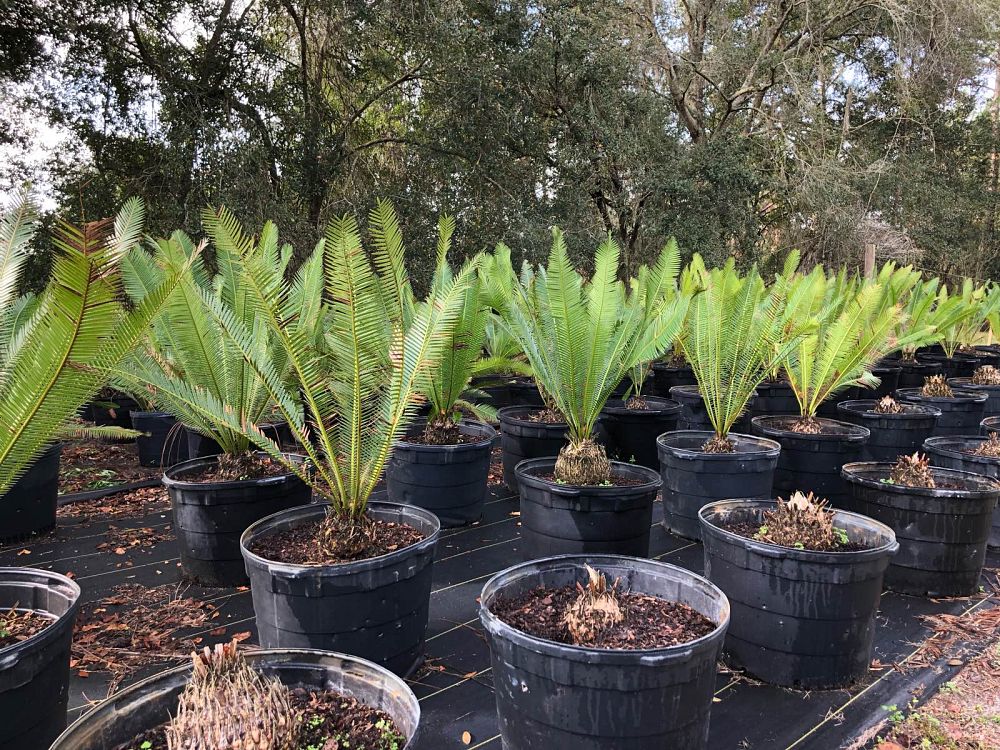 dioon-edule-mexican-fern-palm-cycad